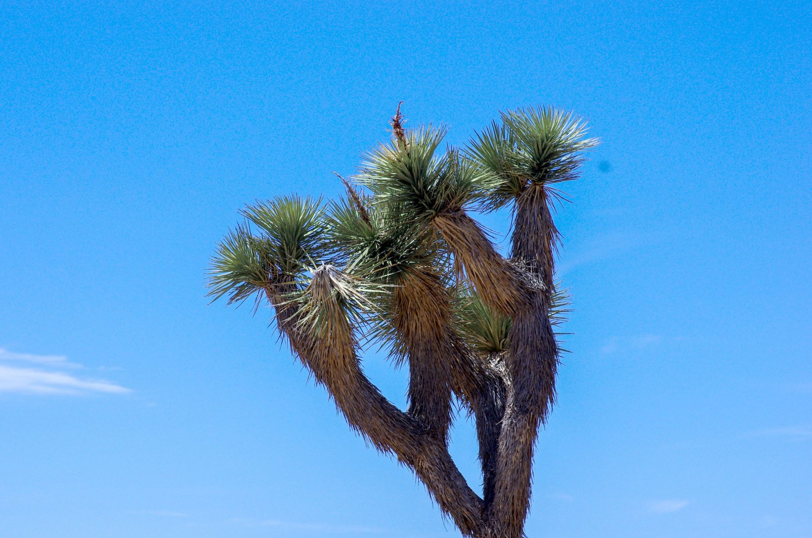 Joshua Tree 04